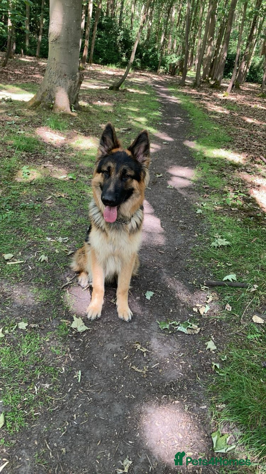German Shepherd dogs for sale: German shepherd for sale - Image 2