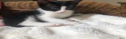 Domestic Shorthair cats for sale: Black and white domestic short hair boy kittens in Buxton - Advert 33