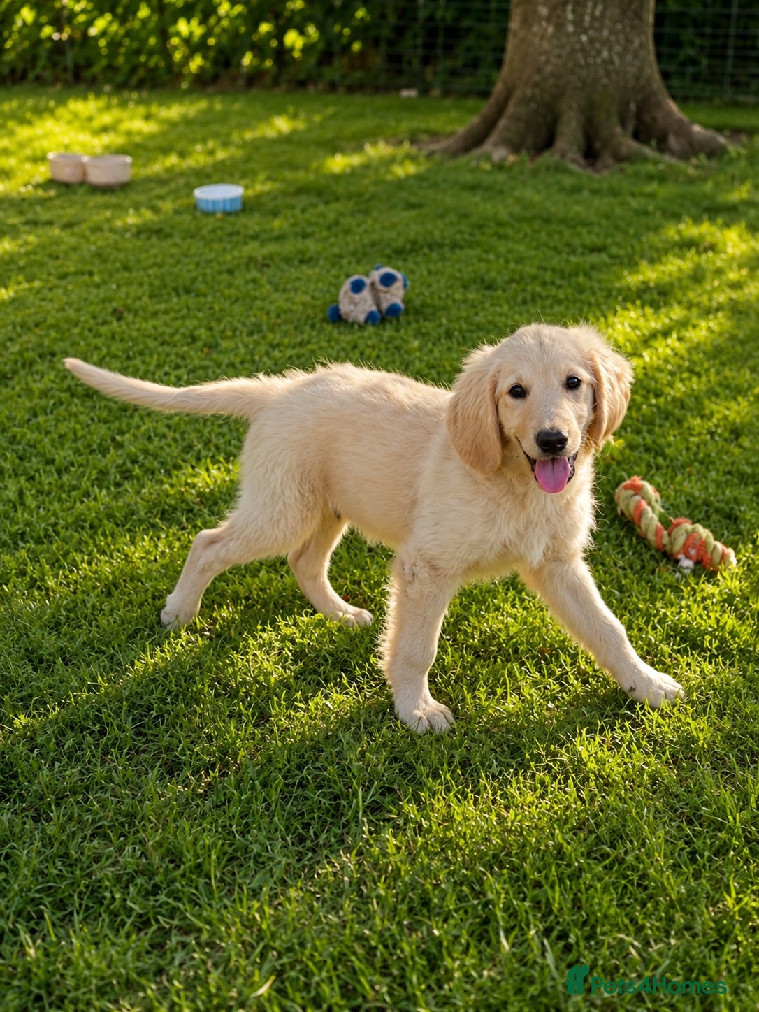 Goldendoodle dogs An Exceptional Litter Of  Golden doodles Ready Now - Advert 7