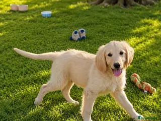 Goldendoodle dogs An Exceptional Litter Of Golden doodles Ready Now - Advert 7