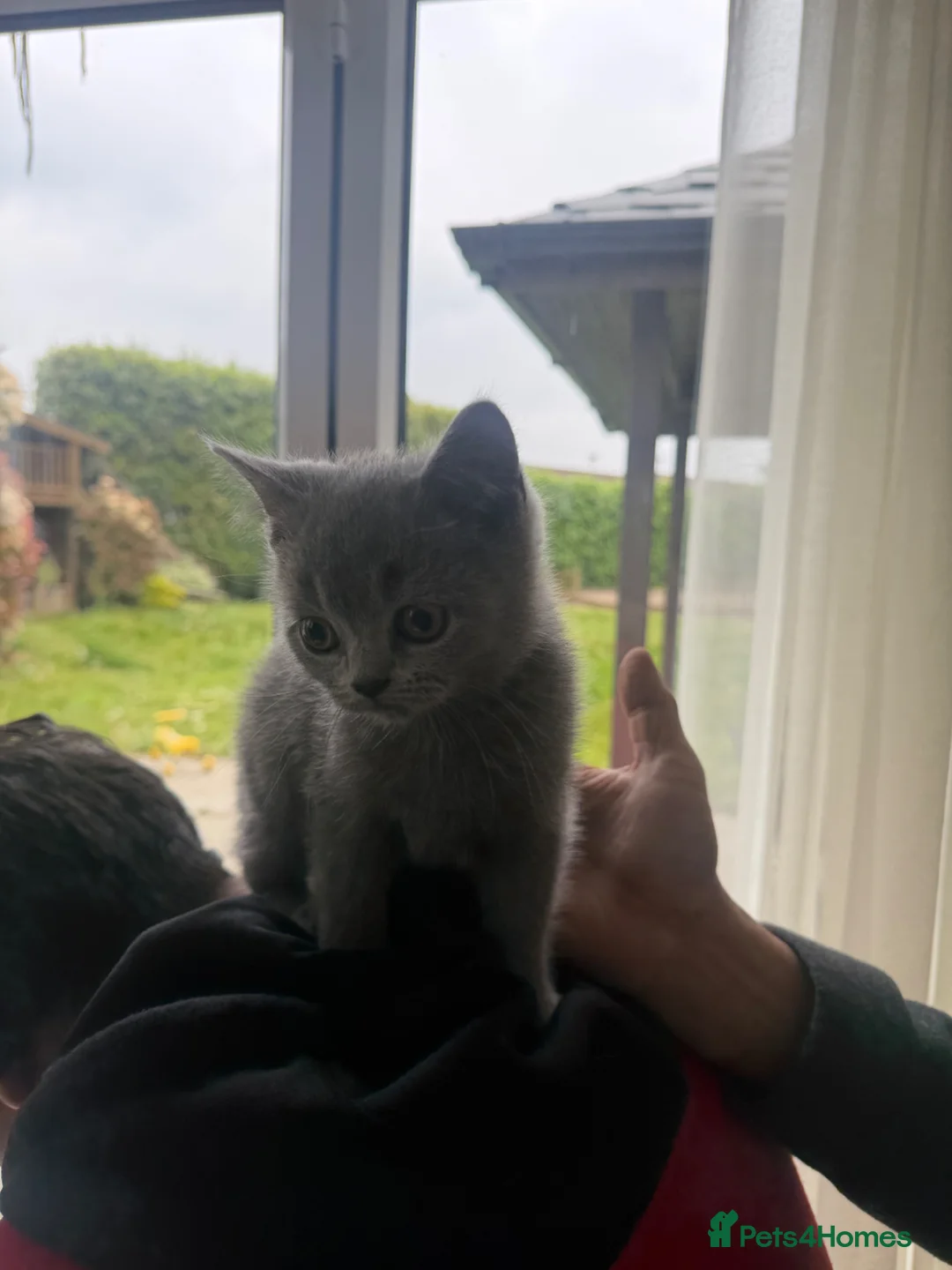 British Shorthair cats for sale: Beautiful British Shorthair kittens for sale - Advert 9