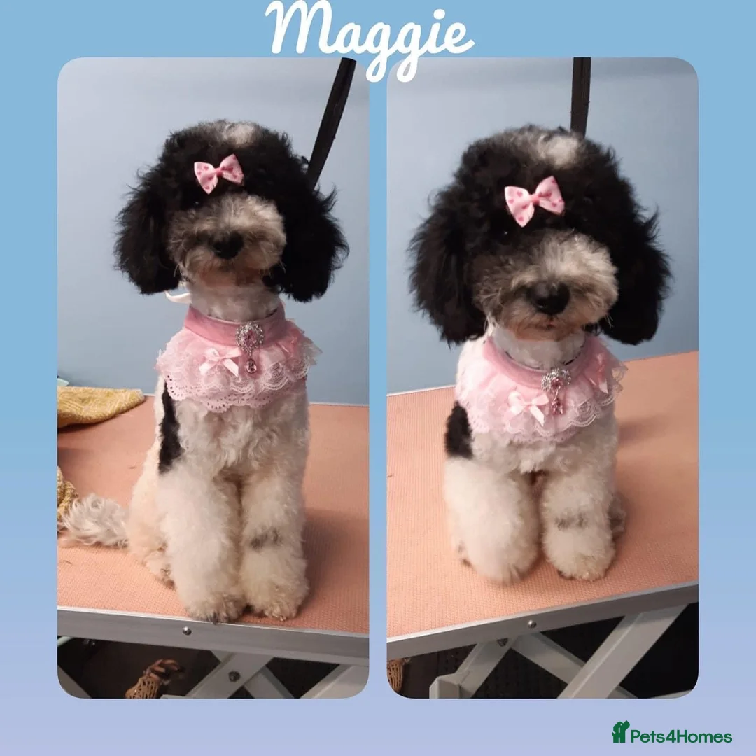 Toy Poodle dogs for stud: Champion Line KC Apricot Toy Poodle Stud in Ringwood - Advert 38