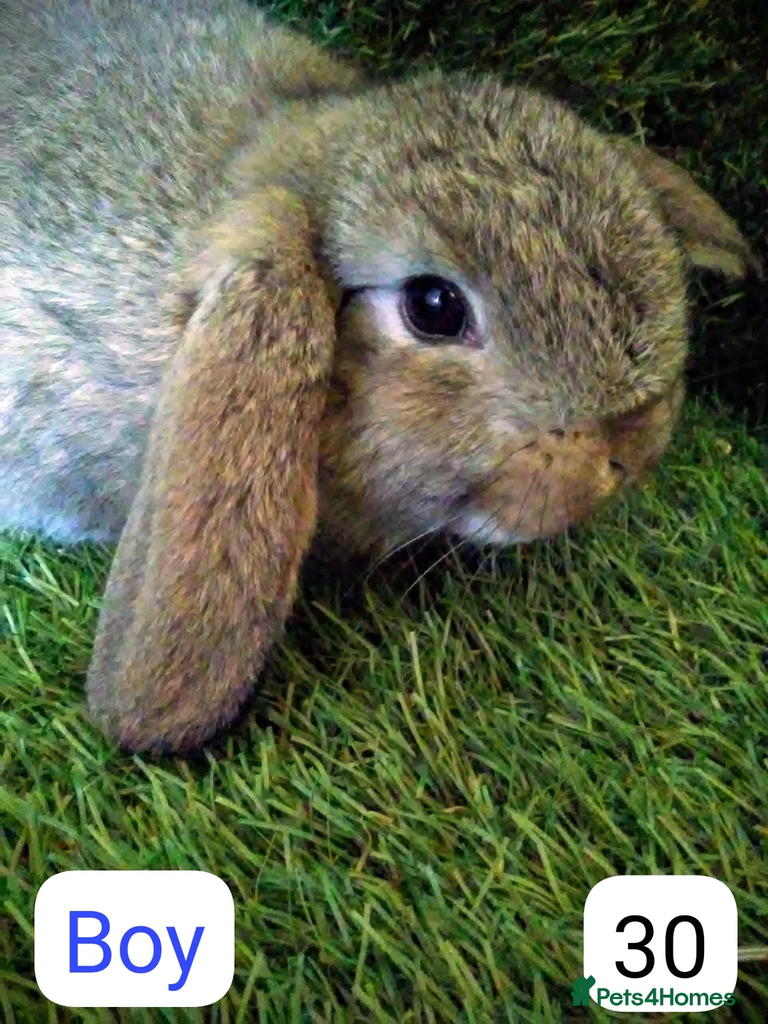 Lionhead rabbits for sale: Giant lops - Advert 1