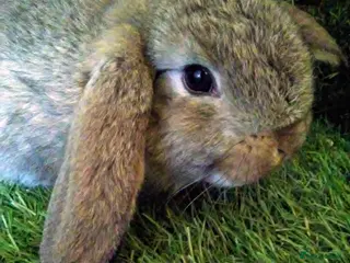 Lionhead rabbits Giant lops - Advert 3
