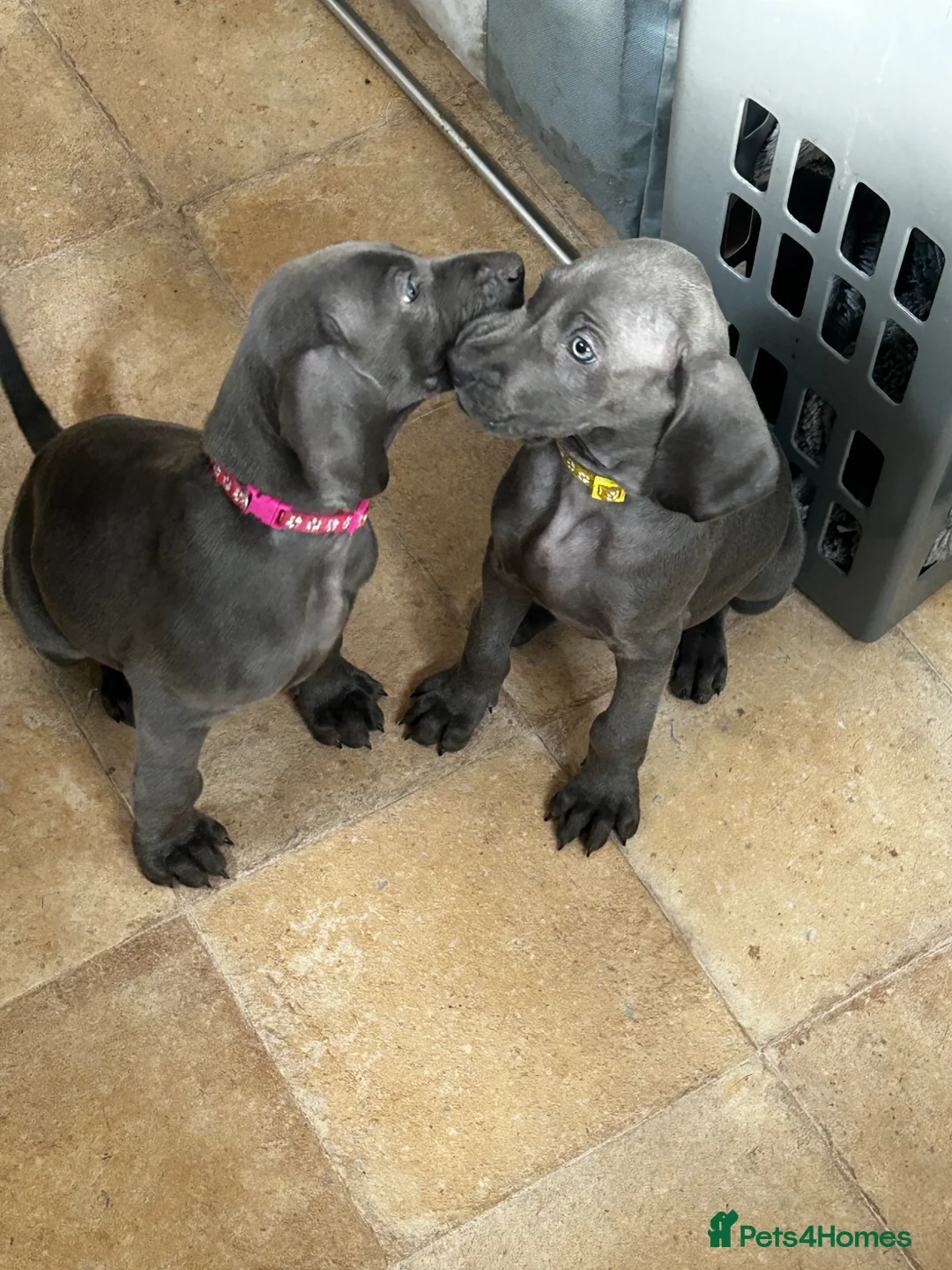 Weimaraner dogs for sale: Weimaraner puppies for sale  - Advert 2