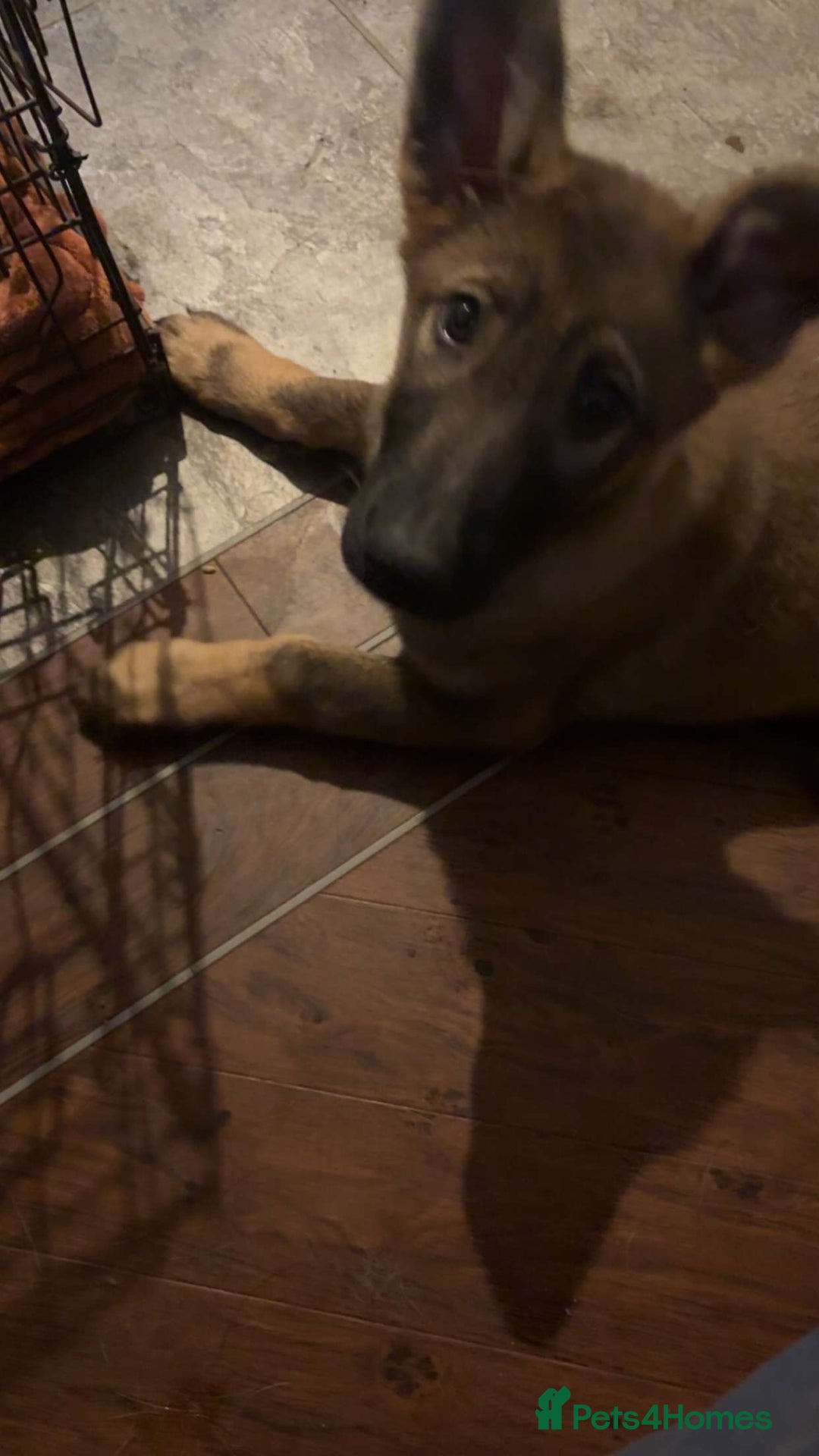 Belgian Shepherd Dog dogs for sale: Belgium Malinois - Advert 3