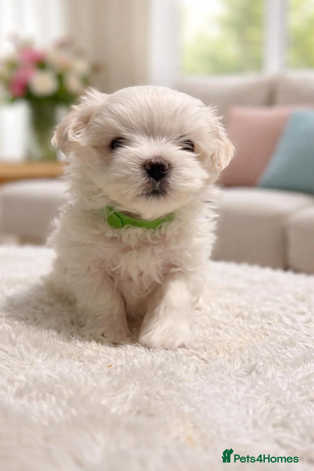 Maltese dogs for sale: Gorgeous fluffy white Maltese puppies. in Stirling - Advert 2