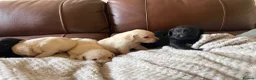 Labrador Retriever dogs for sale: Labrador puppies - Advert 5