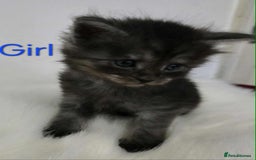 Maine Coon cats for sale: 3 Maine coon kittens. - Image 13