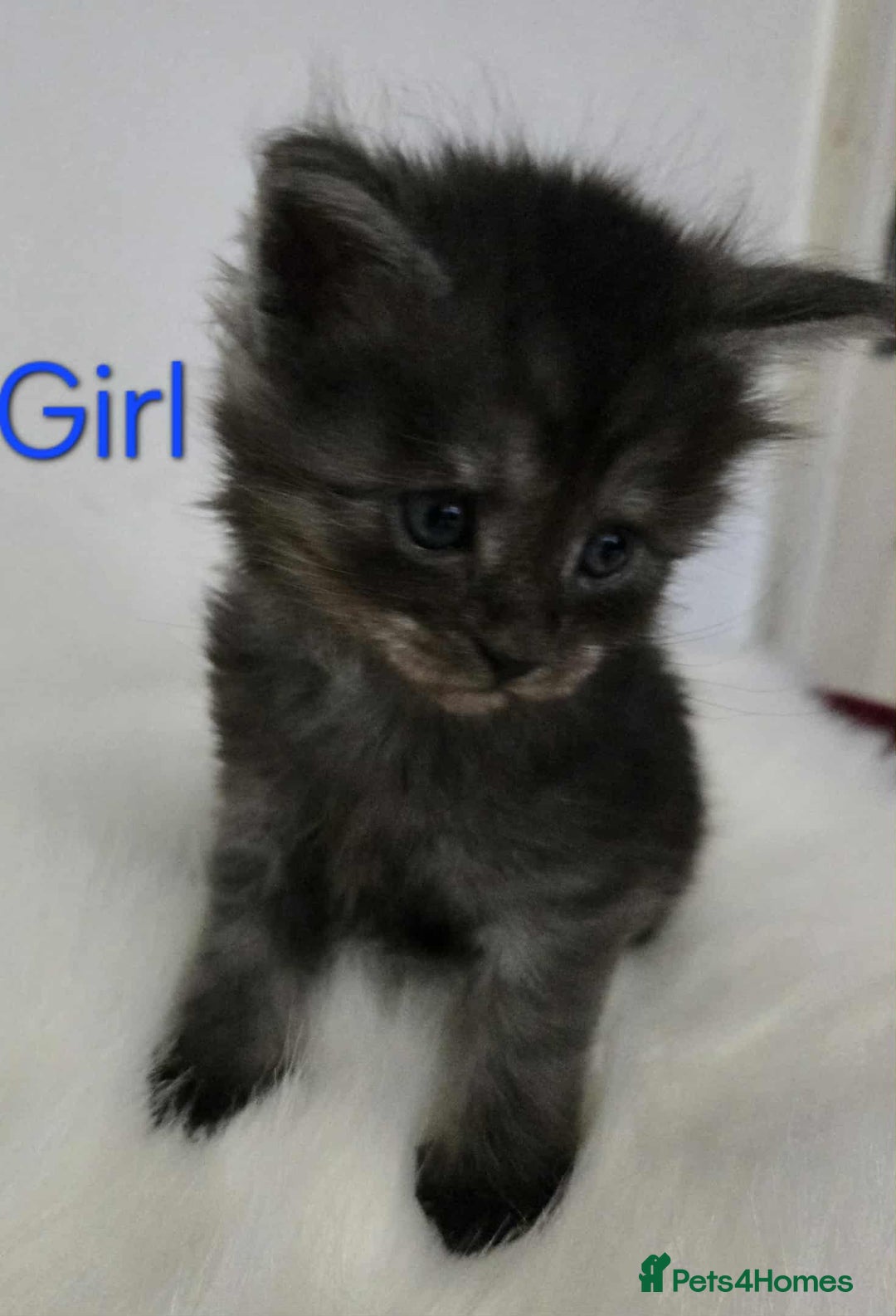 Maine Coon cats for sale: 3 Maine coon kittens. - Image 13