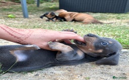 Miniature Dachshund dogs for sale: Miniature Dachshund Pups  in Banbury - Image 28