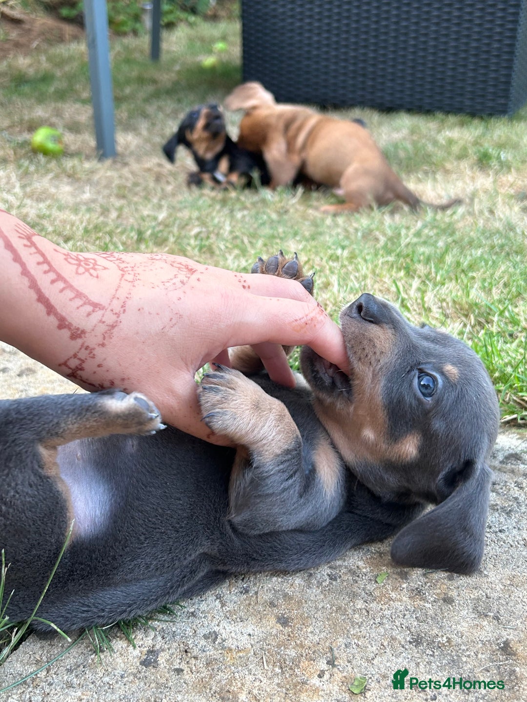 Miniature Dachshund dogs for sale: Miniature Dachshund Pups  in Banbury - Image 28