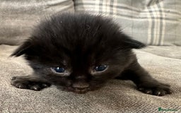 British Longhair cats for sale: Beautiful litter of kittens  - Image 5