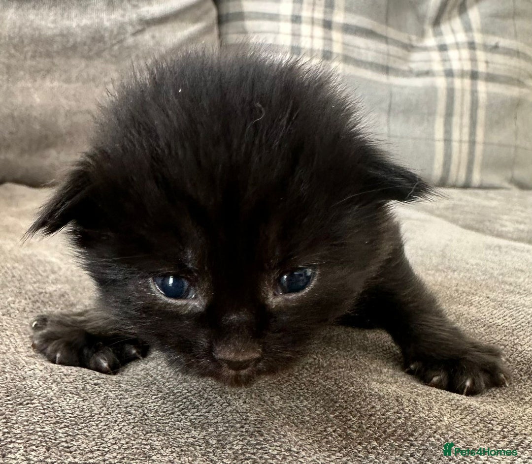 British Longhair cats for sale: Beautiful litter of kittens  - Image 5
