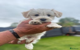Maltipoo dogs for sale: Beautifull Maltipoo Last Boy left healthy check  - Image 4