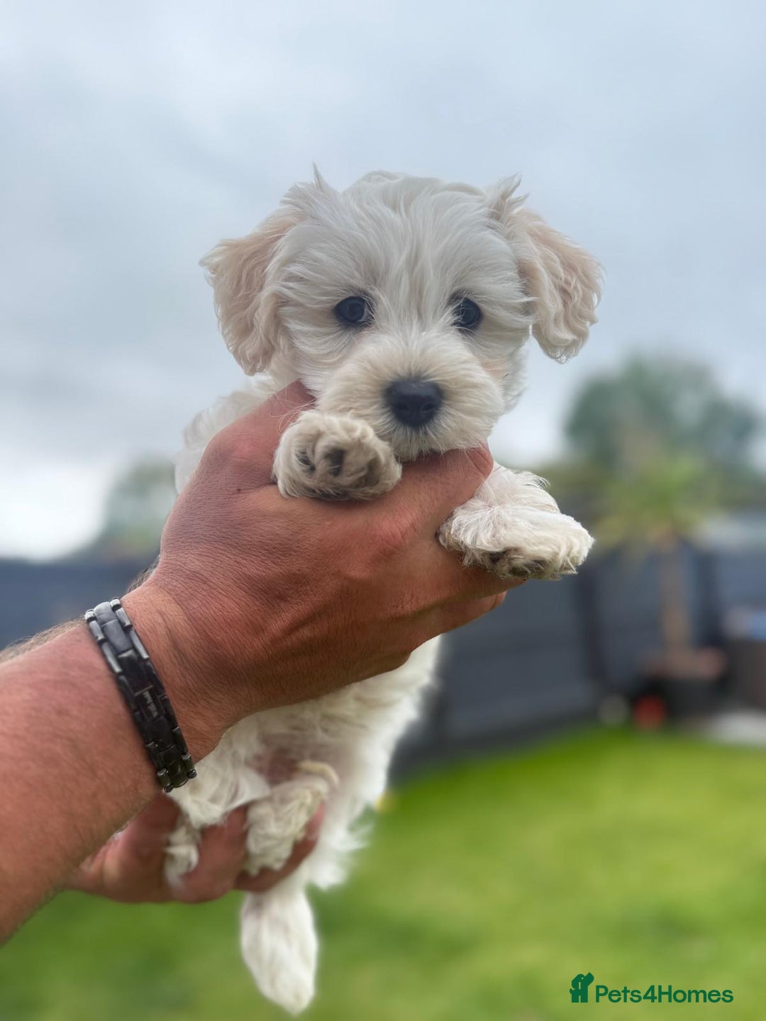 Maltipoo dogs for sale: Beautifull Maltipoo Last Boy left healthy check  - Image 4