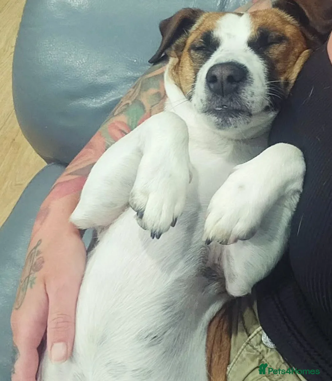 Jack Russell dogs for stud: Male JRT for stud - Advert 12