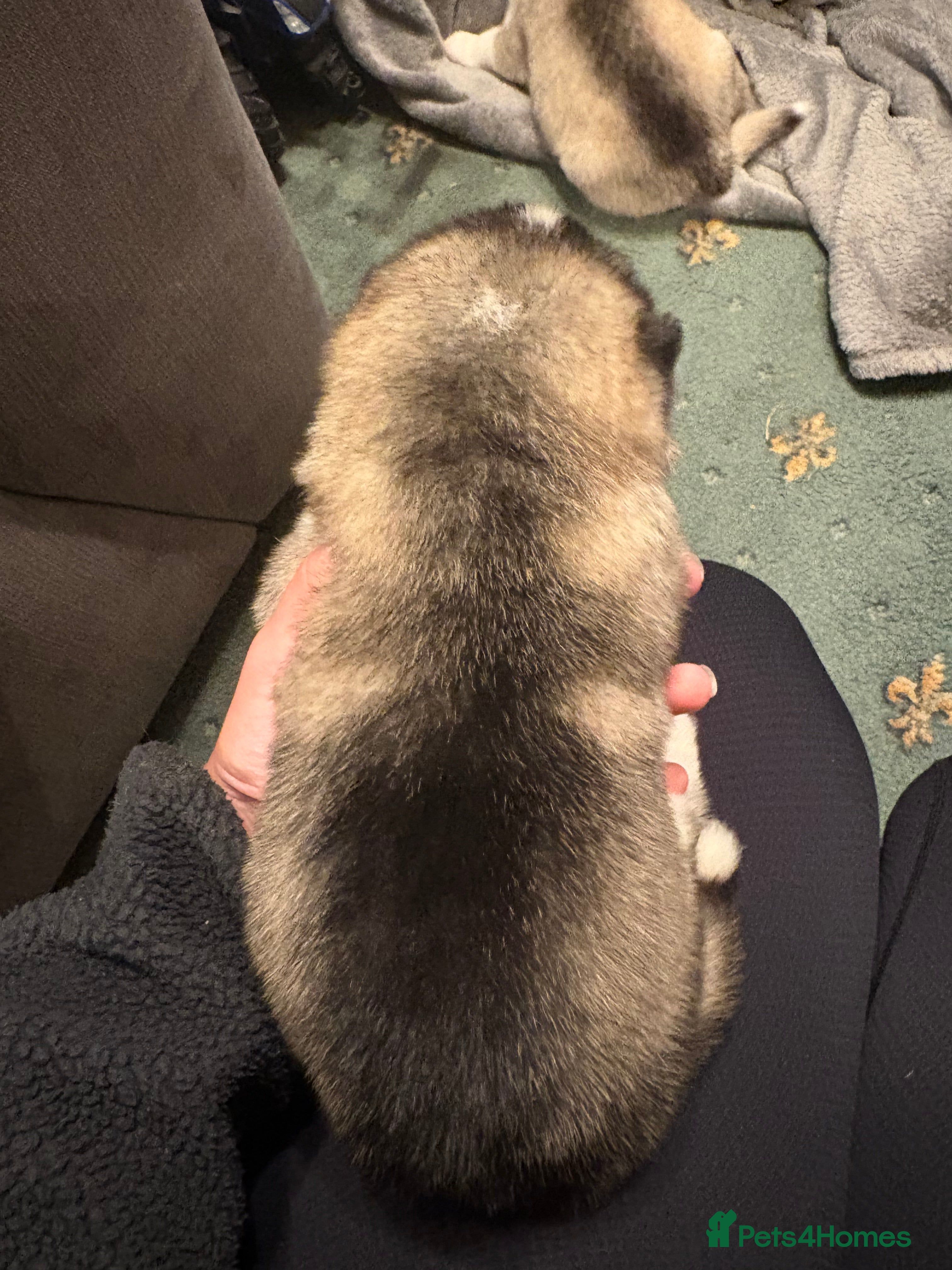 Alaskan Malamute dogs for sale: K.C Registered Quality Alaskan Malamute Puppies - Advert 28