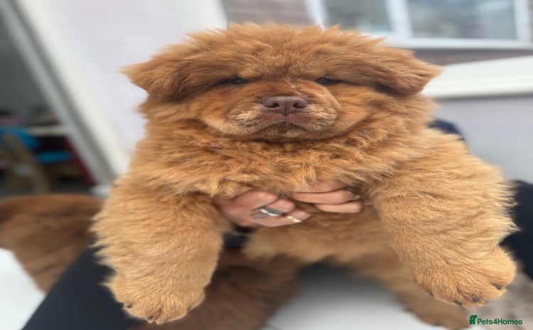 Chow Chow dogs - Advert 1