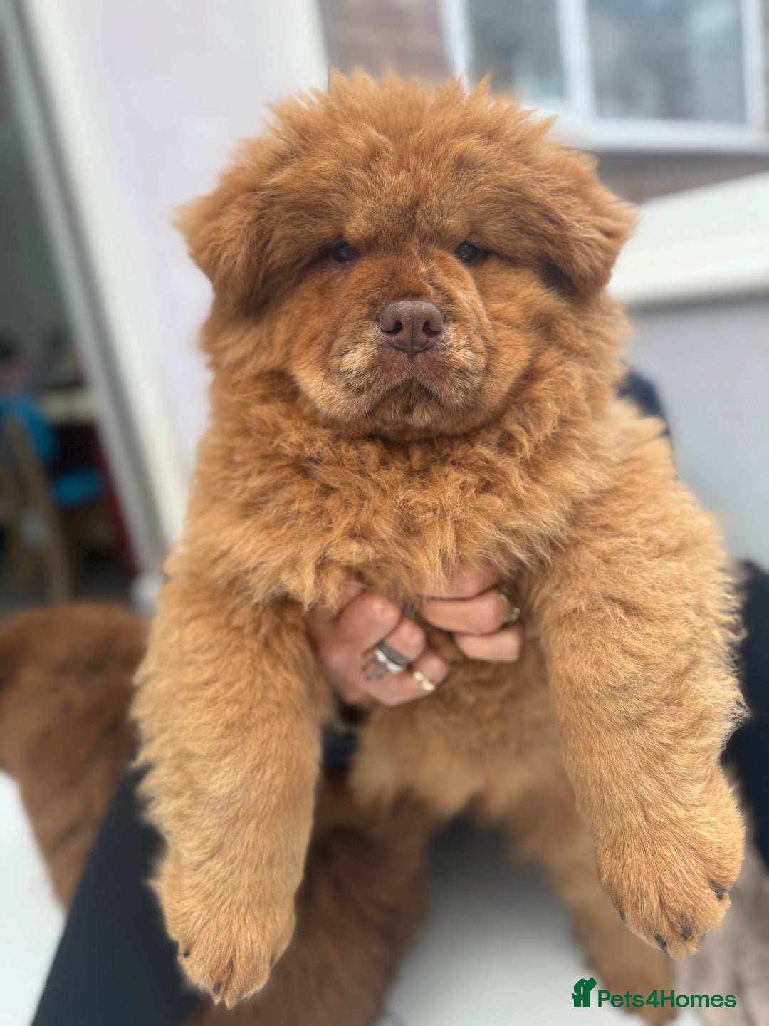 Chow Chow dogs for sale: QUALITY CHOW CHOW  - Image 1