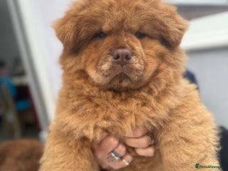 Chow Chow dogs - Advert 10