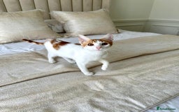 Arabian Mau cats for adoption: Male Kitten for Indoors Only Adoption - Image 7