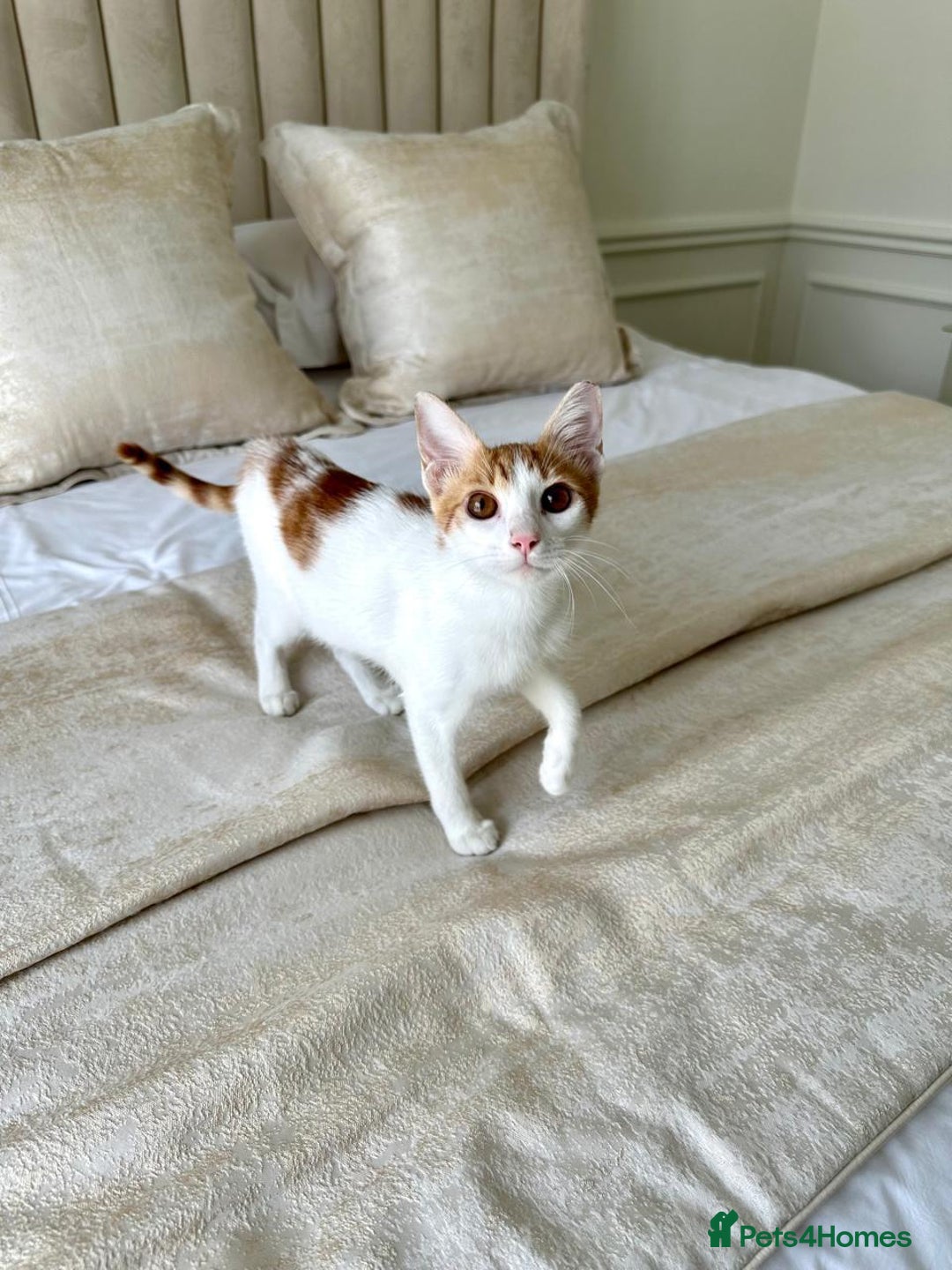 Arabian Mau cats for adoption: Male Kitten for Indoors Only Adoption - Image 7