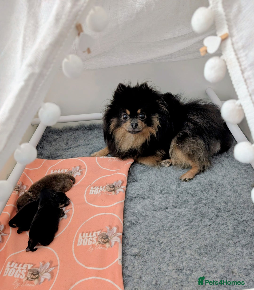 Pomeranian dogs for sale: Quality Pomeranian puppies - Advert 15