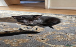 Mixed Breed cats for sale: Kittens - Advert 2