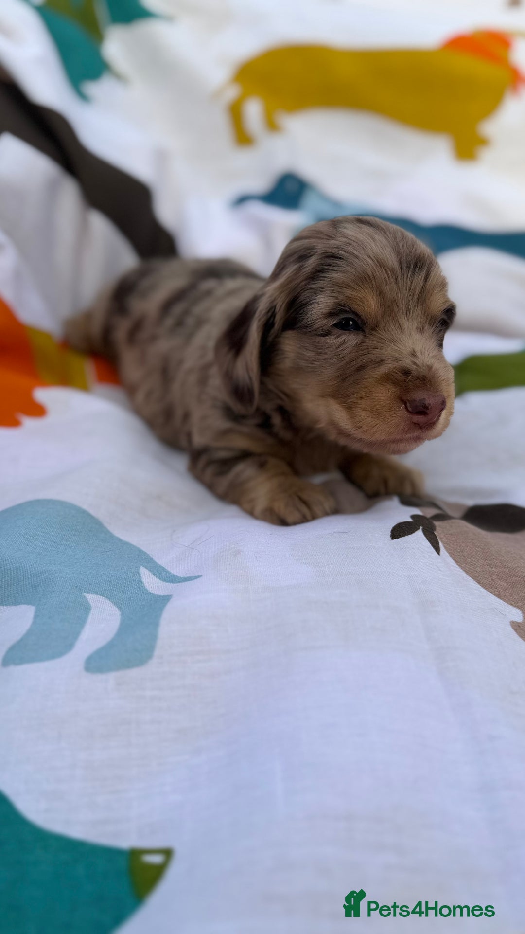 Dachshund dogs for sale: Lovely mini Dachshund puppies  - Advert 6