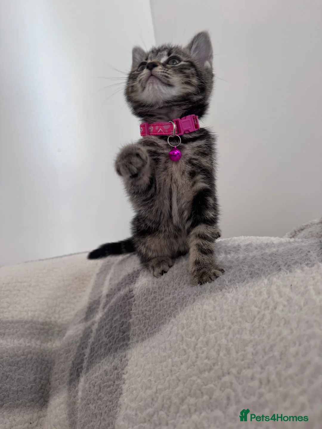 Mixed Breed cats for sale: Four adorable kittens - Advert 2