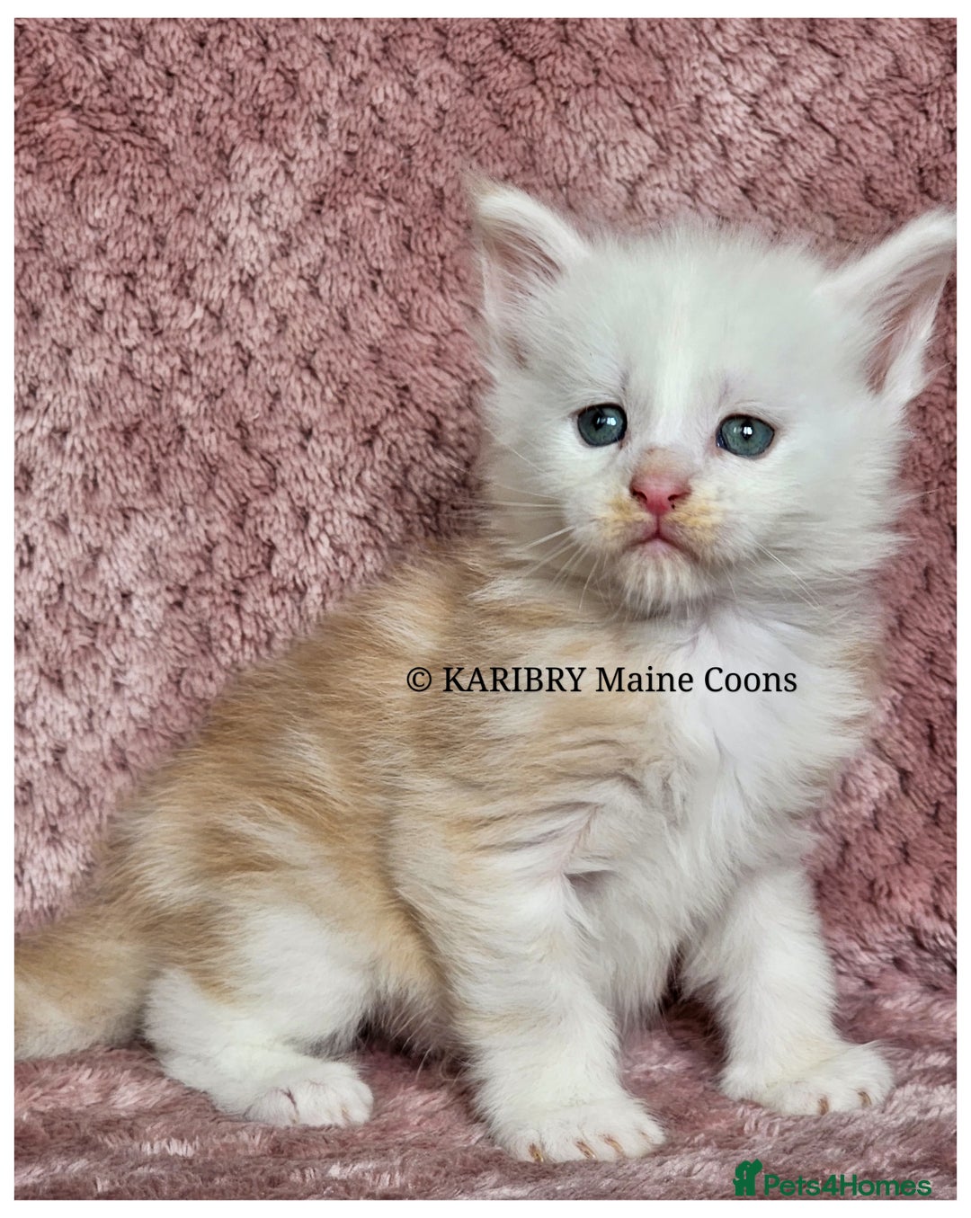 Maine Coon cats for sale: QUALITY TICA Registered Shaded,Shell ACTIVE - Advert 8