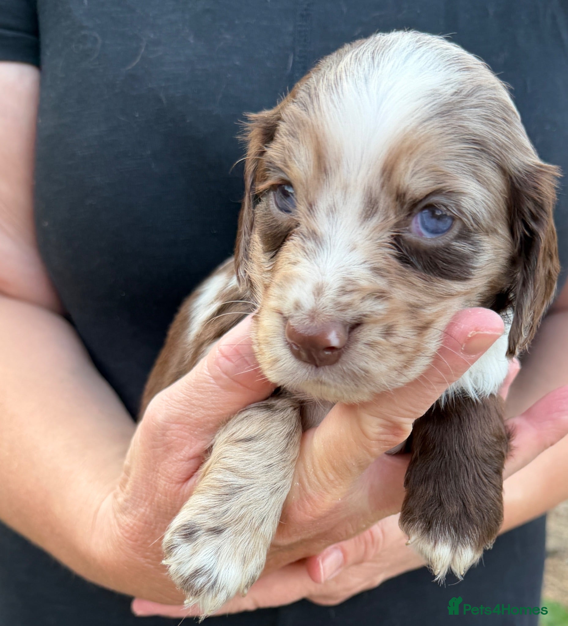 Cocker Spaniel dogs Beautiful Cocker Spaniel Puppies Beautiful Colours - Advert 5