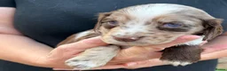 Cocker Spaniel dogs for sale: Beautiful Cocker Spaniel Puppies Beautiful Colours - Advert 1