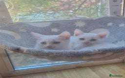 Mixed Breed cats for sale: Mixed breed kittens - Image 3