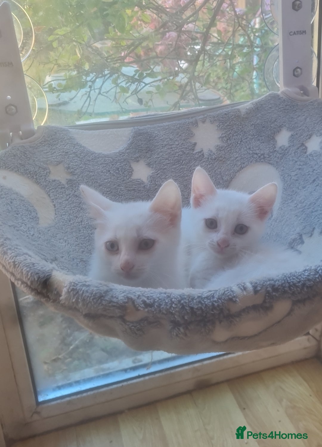 Mixed Breed cats for sale: Mixed breed kittens - Image 3