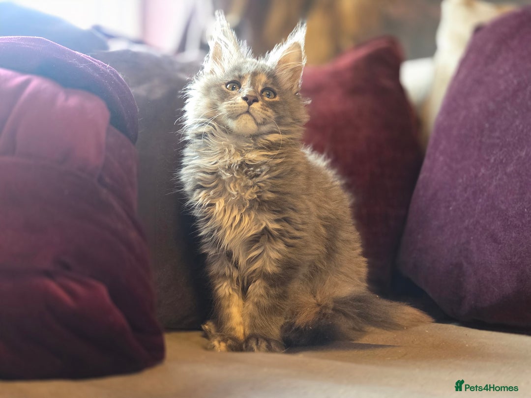 Maine Coon cats for sale: TiCA reg/Parents Fully Health Tested - Advert 4