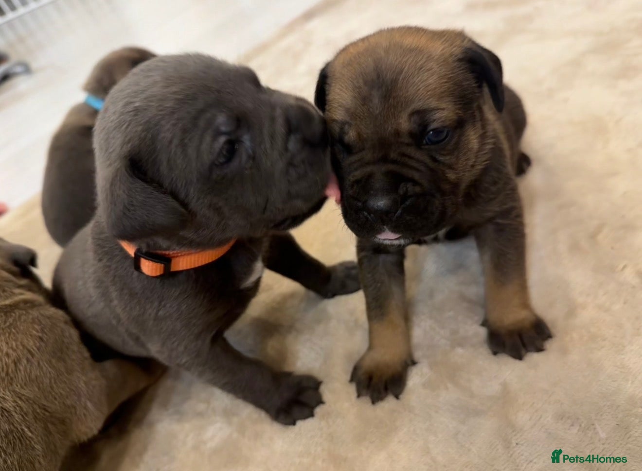 Cane Corso dogs ICF/ICCF Champion 6th GENERATION Cane Corso pups - Advert 1