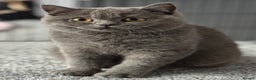British Shorthair cats for sale: British shorthair kittens  - Advert 11