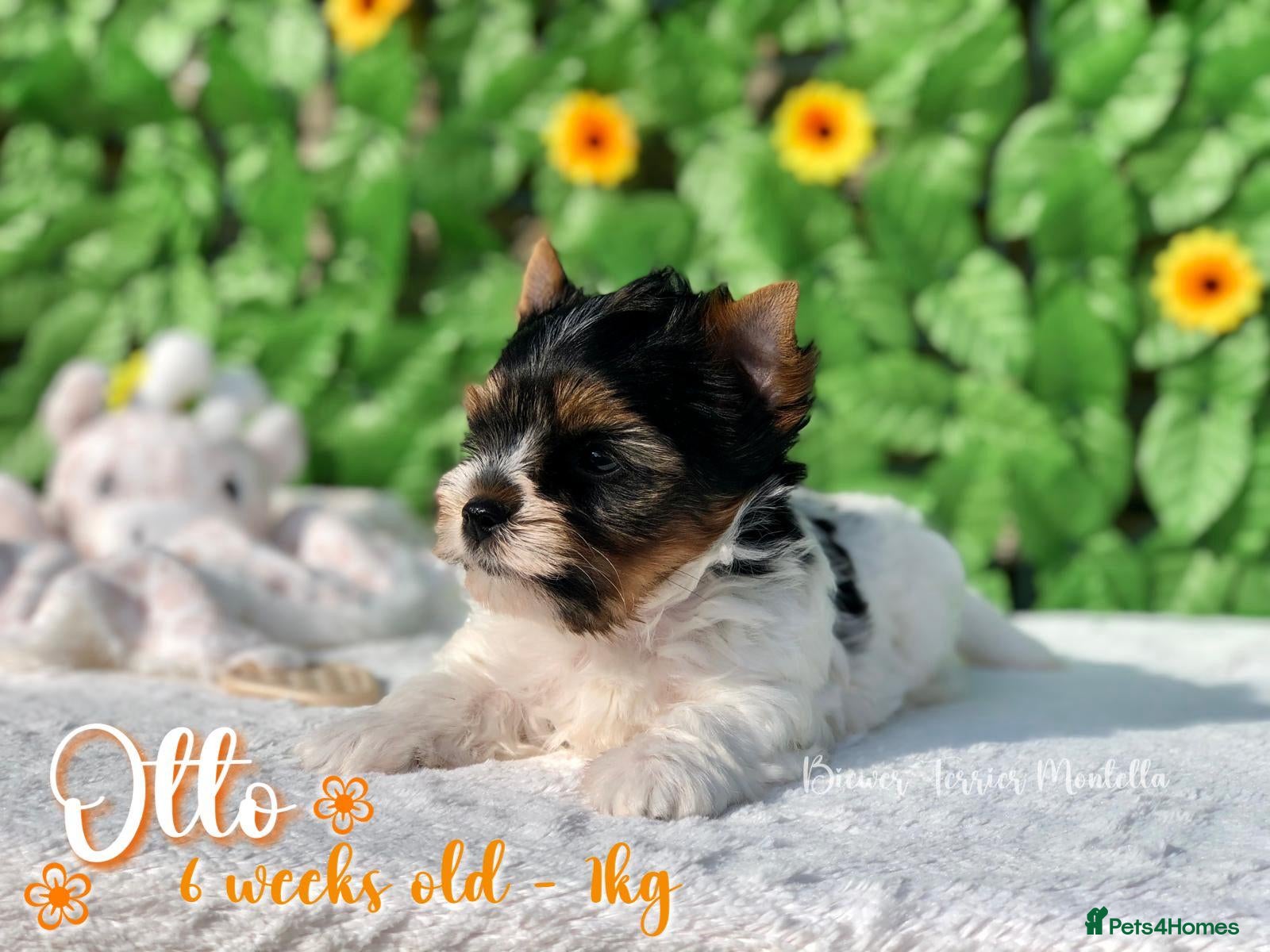 Biewer Terrier dogs for sale: One boy left Biewer Terriers! - Advert 8