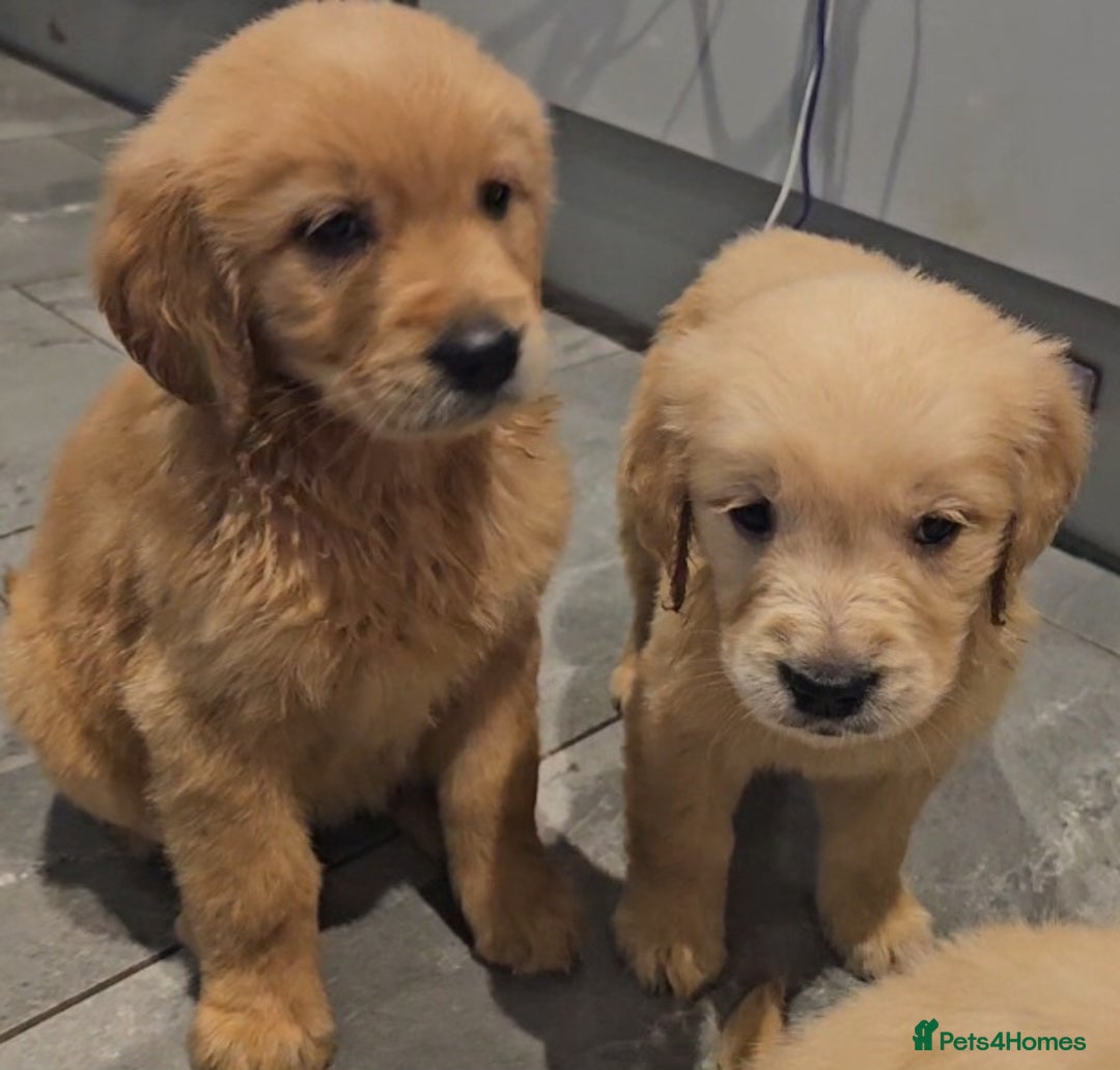 Golden Retriever dogs for sale: KC reg pedigree champion Golden Retriever pups - Advert 5