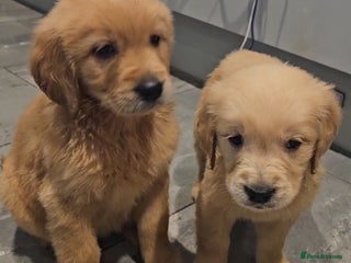 Golden Retriever dogs KC reg pedigree champion Golden Retriever pups - Advert 11
