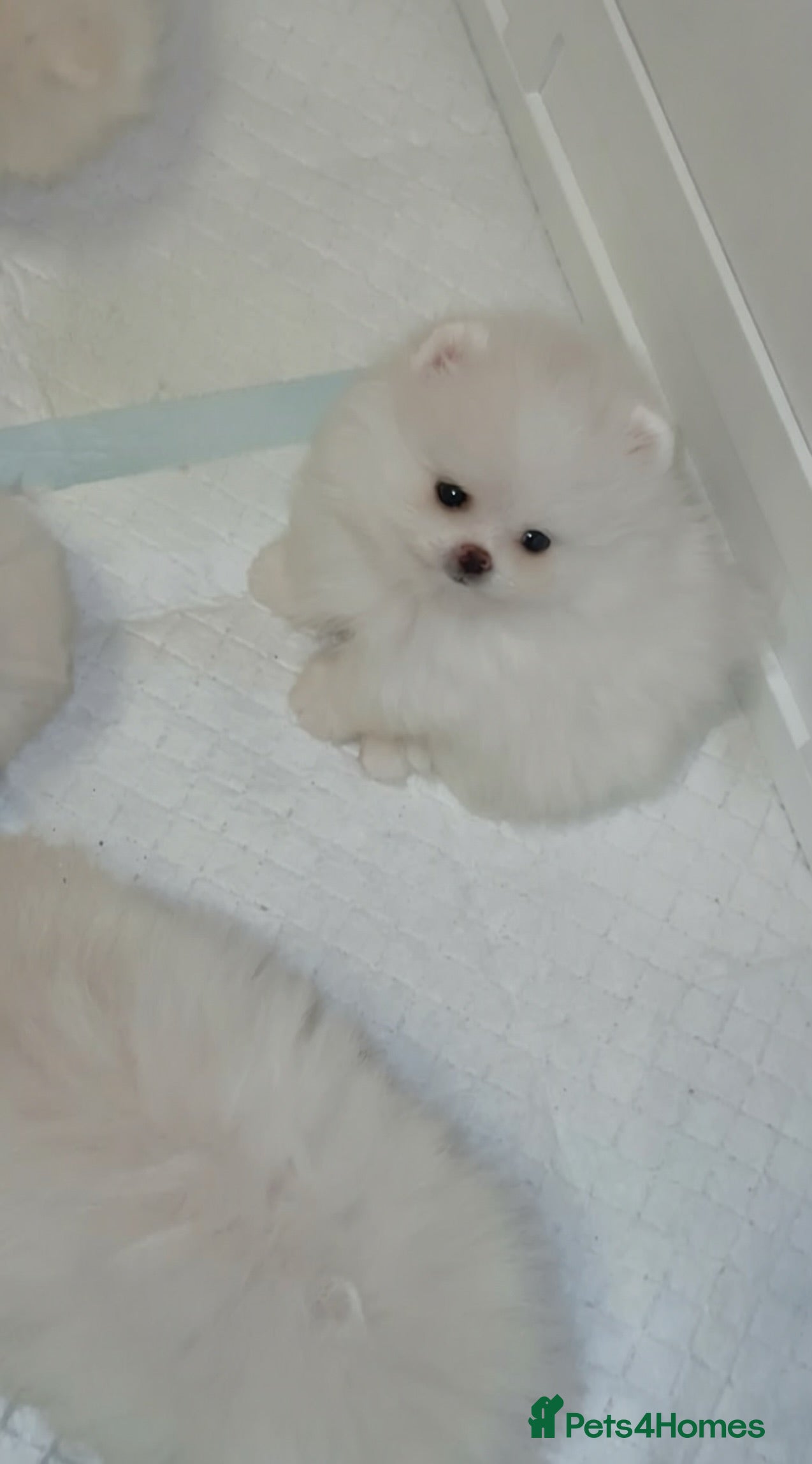 Pomeranian dogs 🏆Champion Teddies🧸 KC registered ✔️ - Advert 2