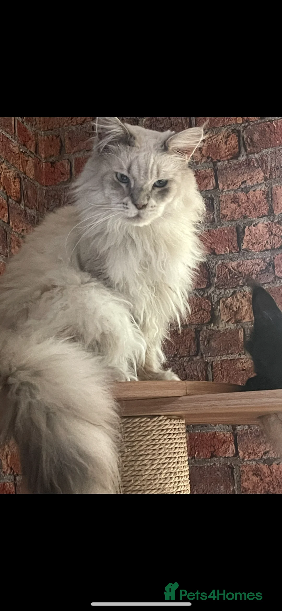 Maine Coon cats for sale: Maine coon - Advert 7