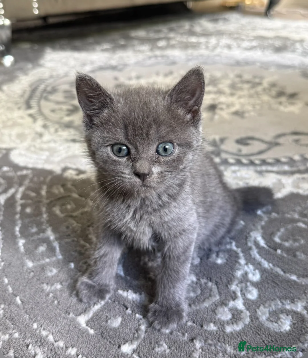 Mixed Breed cats for sale: Half British shorthair kittens  in Leeds - Advert 2