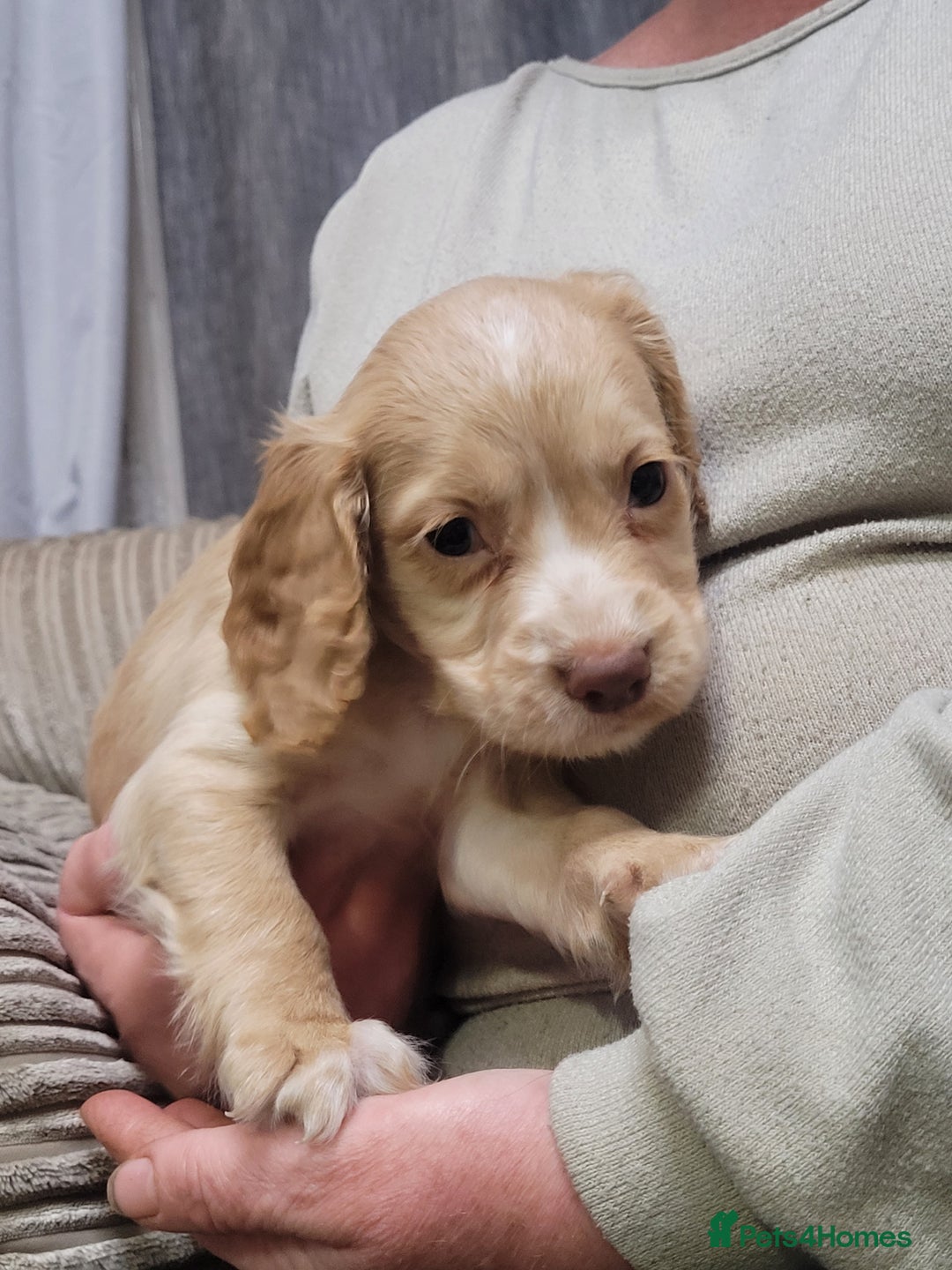 Cocker Spaniel dogs for sale: KC registered Working Cocker Spaniel puppies.  - Advert 6