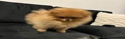 Pomeranian dogs for sale: Outstanding Teddy Bear Line - Champion blood line - Advert 12