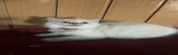 Ragdoll cats for sale: Gorgeous Tica ragdoll kittens  - Advert 23