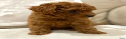 Cavapoo dogs for sale: Cavapoo puppies (Extensively health tested) F1b  - Advert 5