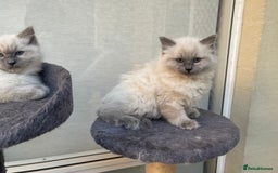 Ragdoll cats for sale: Easy Purebred Rag doll Kitten for Sale - Image 4
